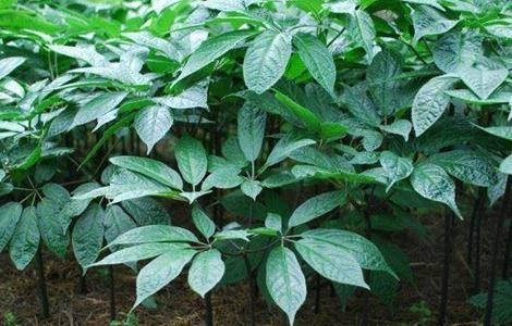 三七的种植方法 三七的种植方法和注意事项