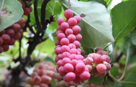 五味子种植的注意事项(五味子种植的注意事项和禁忌)