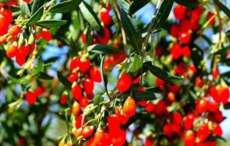 如何提高枸杞的产量（如何提高枸杞的产量和效率）