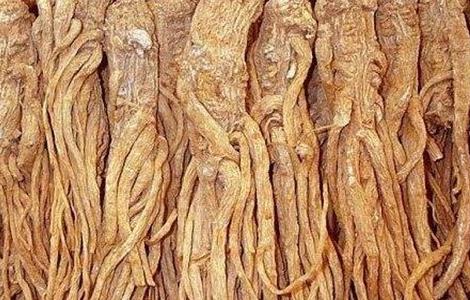 当归的田间管理方法（当归的栽培和管理）