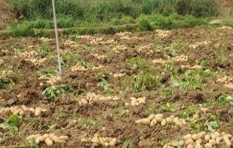 马铃薯腐烂原因（马铃薯块茎腐烂的原因）