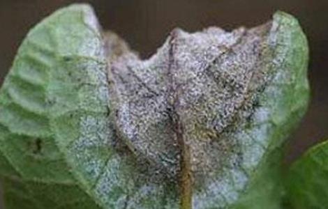 马铃薯的常见病害及防治 马铃薯的常见病害及防治用什么药