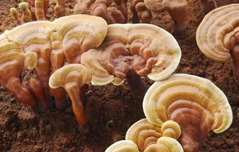 灵芝高产的种植要点（灵芝高产的种植要点是什么）