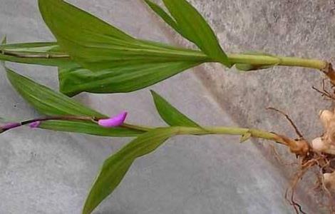 怎样提高白芨种植成活率(怎样提高白芨种植成活率视频)