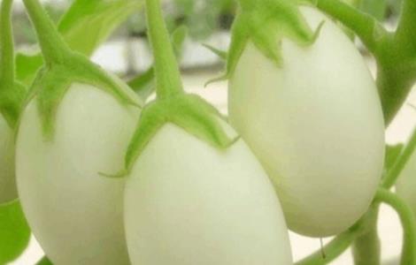 蛋树的种植方法（鸡蛋花树怎么种植）