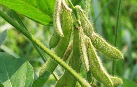 大豆高温危害的防治方法（大豆高温危害的防治方法是什么）