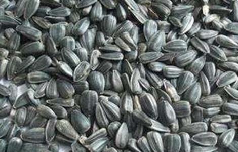 油葵的种植方法 油葵的种植方法视频