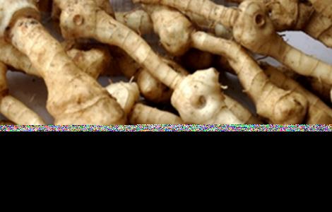 如何种植黄精（如何种植黄精苗）