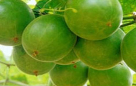 罗汉果的田间管理 罗汉果树栽培及管理