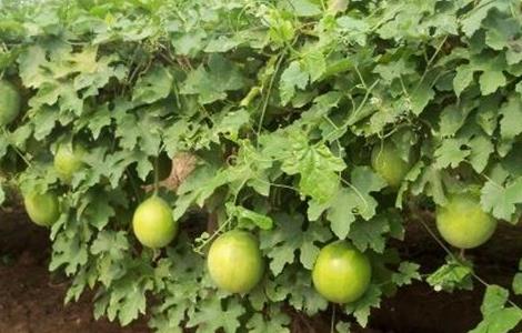 瓜蒌怎么种好(瓜蒌怎样种)