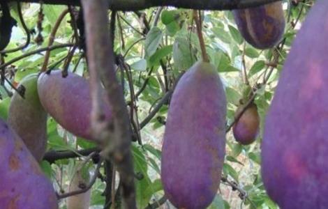 八月瓜的种植方法（八月瓜的种植方法和技术）