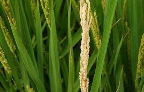 水稻早穗的原因及防治方法