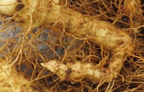 种植玉竹需要注意什么（玉竹的养殖方法和注意事项）