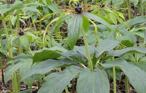 种植重楼需要注意什么（种植重楼需要注意什么）