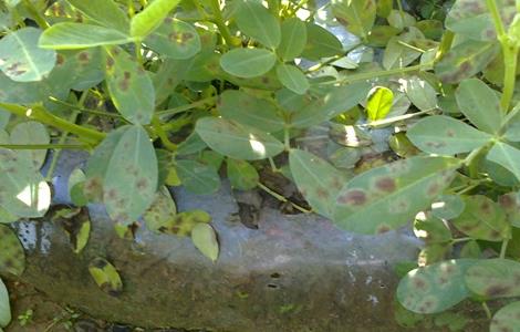 花生为什么会早衰 花生早衰的原因