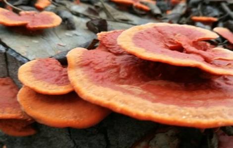 种植灵芝需要注意什么 种植灵芝需要注意什么细节