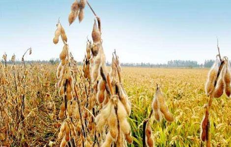 导致大豆早衰的原因 大豆早衰怎么回事