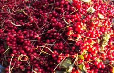 五味子如何种植才好(五味子种植)