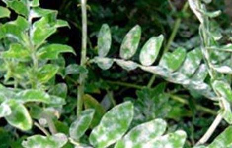 黄芪常见病虫害防治方法(黄芪常见病虫害防治方法有哪些)