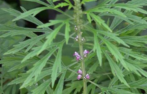 益母草该怎么种植 益母草该怎么种植呢