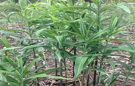 黄精的常见病虫害防治方法（黄精的常见病虫害防治方法有哪些）