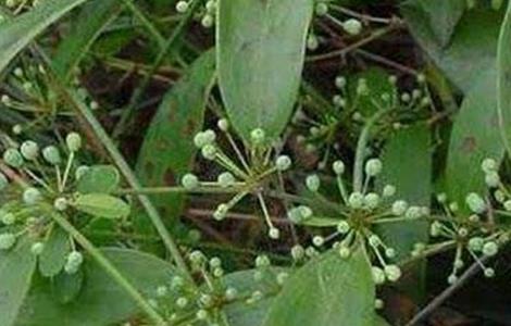 茯苓如何种植 茯苓如何种植找种子