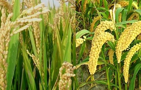 黍的种植方法 黍适合在什么地方种植