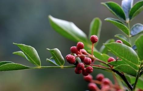 花椒怎么种好 花椒怎么种好出苗