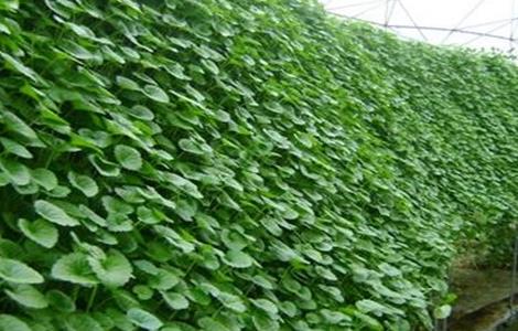 金钱草怎么养 金钱草怎么养殖方法和注意事项