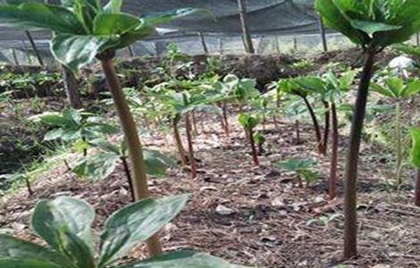 重楼种植技术(重楼种植方法重楼种植技术)