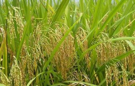 有机米的种植方法 有机大米的种植方法