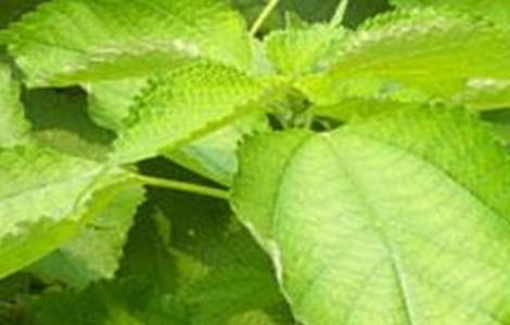 苎麻的种植技术 苎麻的种植技术视频