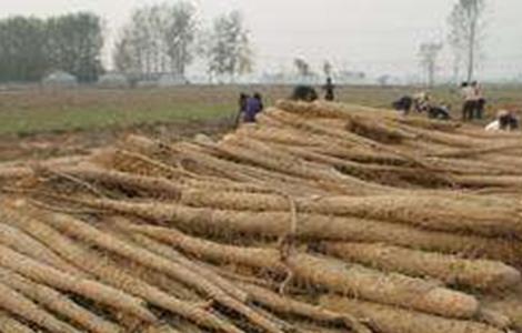 山药高产施肥技术(山药的高产施肥配方)