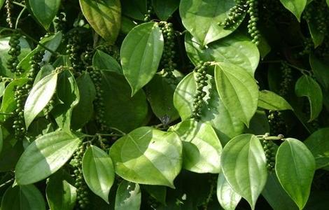 胡椒的种植前景