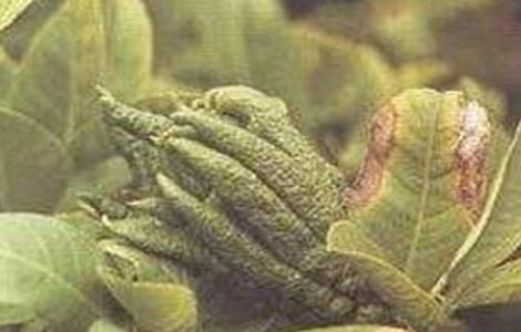 枸杞常见病虫害防治方法 枸杞的病虫害及防治方法