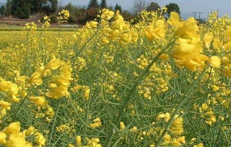 油花菜常见病害及防治（油菜花病虫害防治）