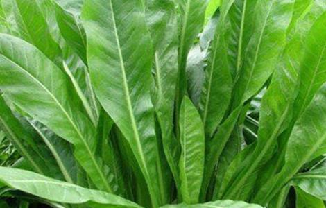 菊苣的种植方法（菊苣的种植方法和管理）