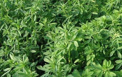 苜蓿怎么种 苜蓿怎么种用泡水吗