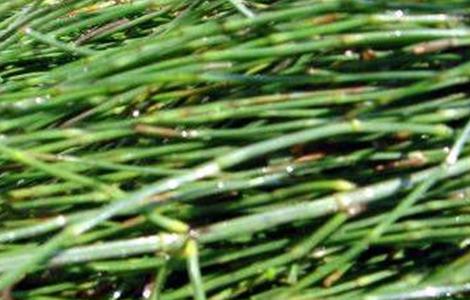 节节草的种植方法（节节草的种植方法和时间）