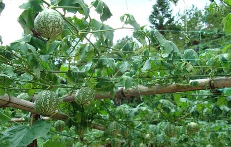 吊瓜该怎么种植(吊瓜怎么种植技术视频)