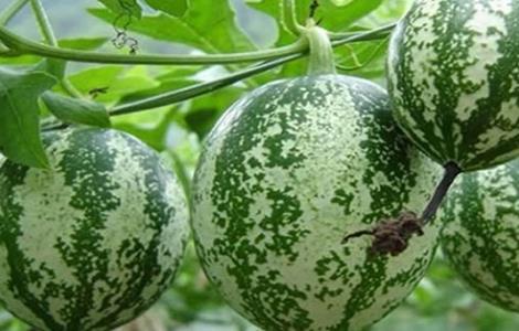 吊瓜常见病害及防治(吊瓜常见病害及防治技术)