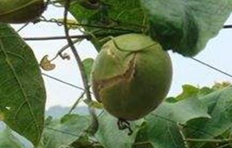 罗汉果裂果该怎么办 罗汉果需要打裂吗