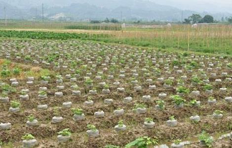 葛根的种植技术 葛根的种植技术视频