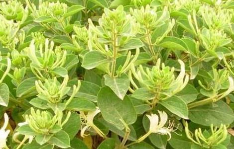 金银花种植的注意事项（金银花种植的注意事项有哪些）