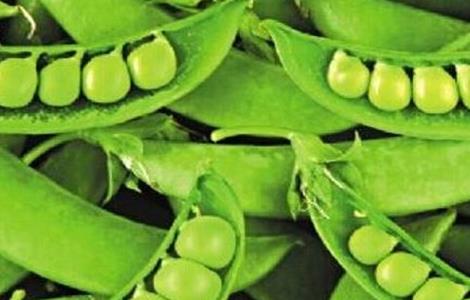 青豆种植的方法（青豆种植方法和时间和适合温度）