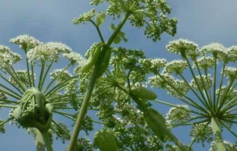 白芷种植技术（白芷种植技术与亩产量）