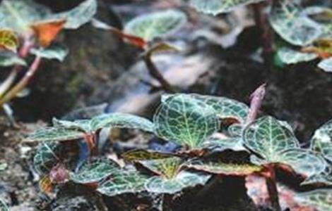 金线莲的种植方法 金线莲的种植方法技术