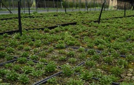 石斛种类（铁皮石斛种类）