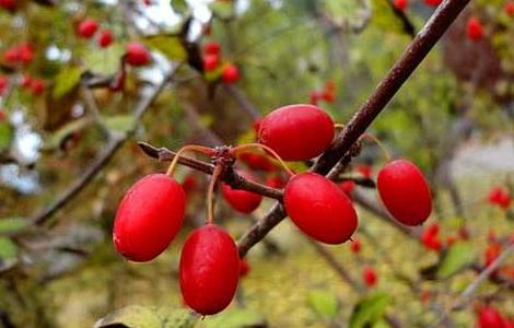 山茱萸的养殖方法和注意事项(山茱萸的养殖方法和注意事项视频)