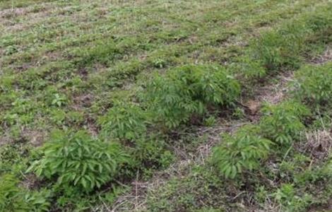 赤芍的种植技术（赤芍的种植技术和视频）